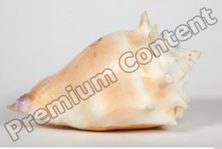 Seashell 0045